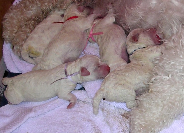 First litter picture about age 7 hours of Star, Gloria, Angel, Gaspar and Magdelena