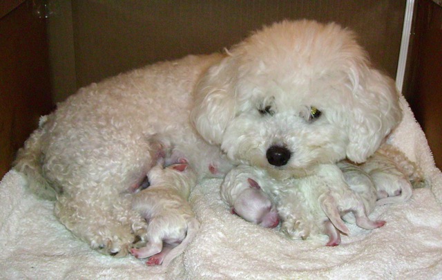 First litter picture right after birth