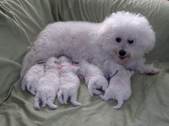 Estee and puppies at 2 weeks