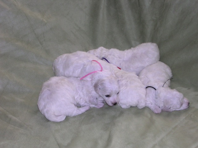 Puppies at 2 weeks