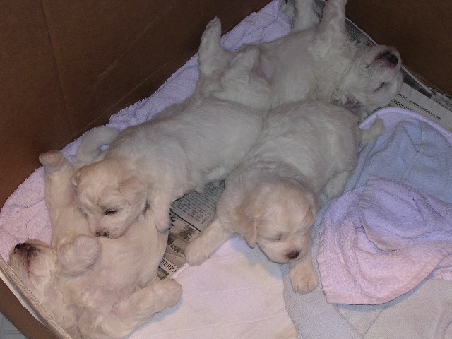 Puppies at 4 Weeks