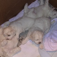 Puppies at 4 weeks